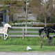 Illustration for article titled Pics from the (Stable)side: 2018-04-15 to Southlands